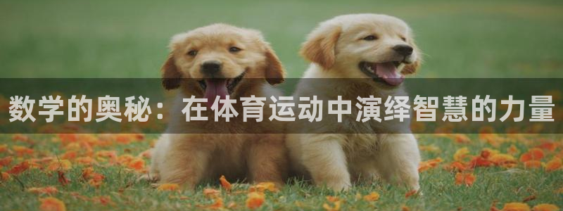 vsport体育在线官网：数学的奥秘：在体育运动中演绎智慧的力量